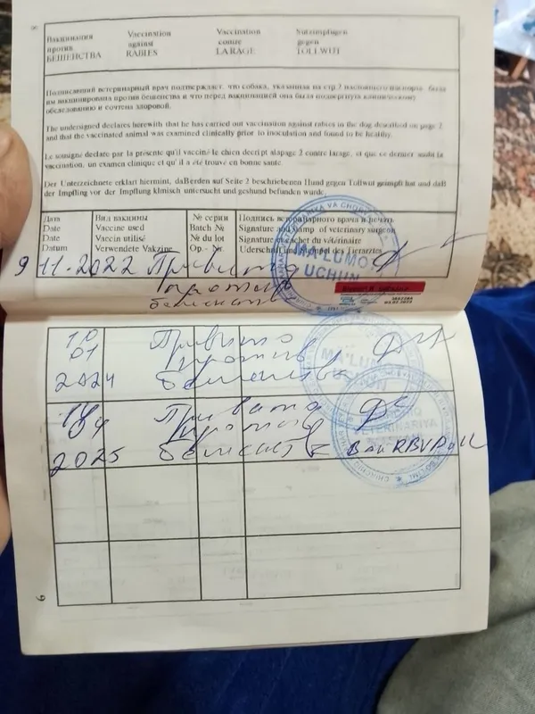 Продаются щенки немецкой овчарки 3