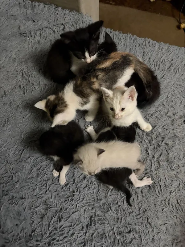 Котята в добрые руки — фото 6