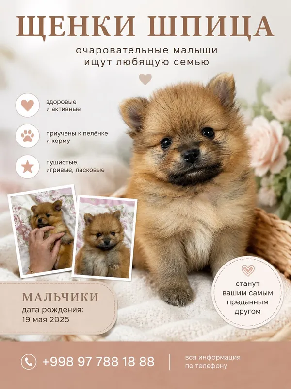 Щенки помиранского шпица