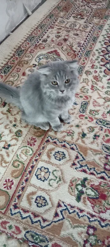 Шотландская вислоухая кошка 2 Шотландская вислоухая кошка 2