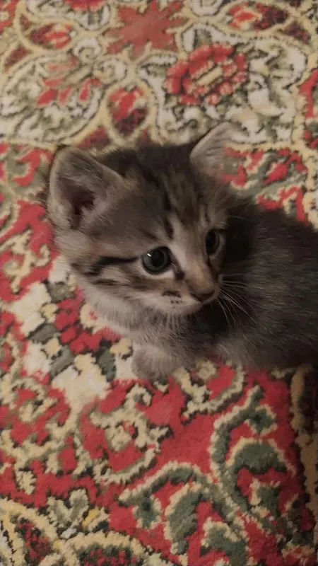 Mehribon qo‘llarga beraman 3