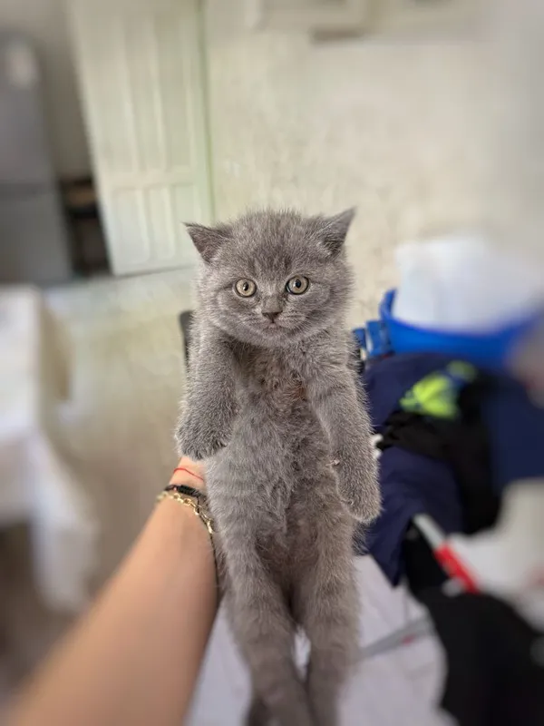 Котята скотиш страйт — фото 1