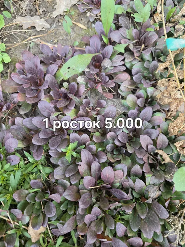 Продаётся почвокровная трава (ёлочка) трава — фото 4