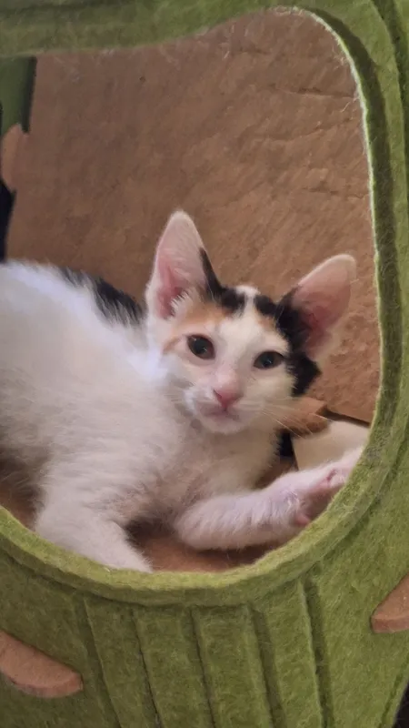 Котёнок Девочка — фото 1