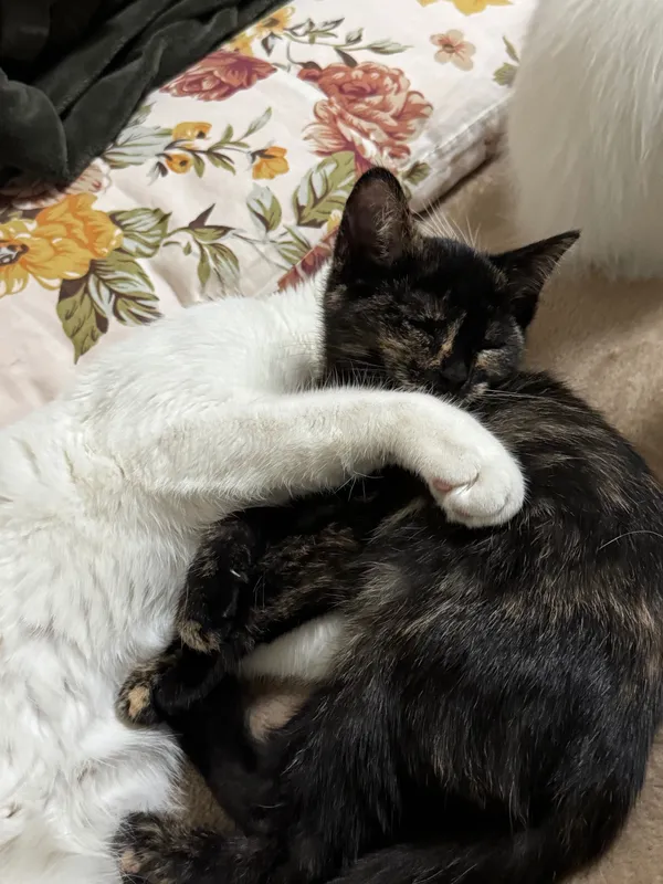 Милые котята в добрые руки Котятам 4 месяца, ласковые, игривые — фото 3
