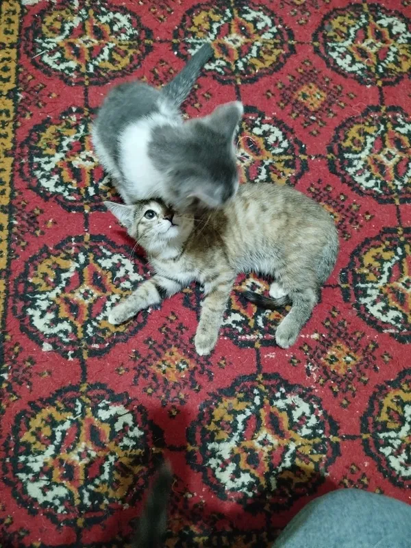 Котята в добрые руки — фото 1