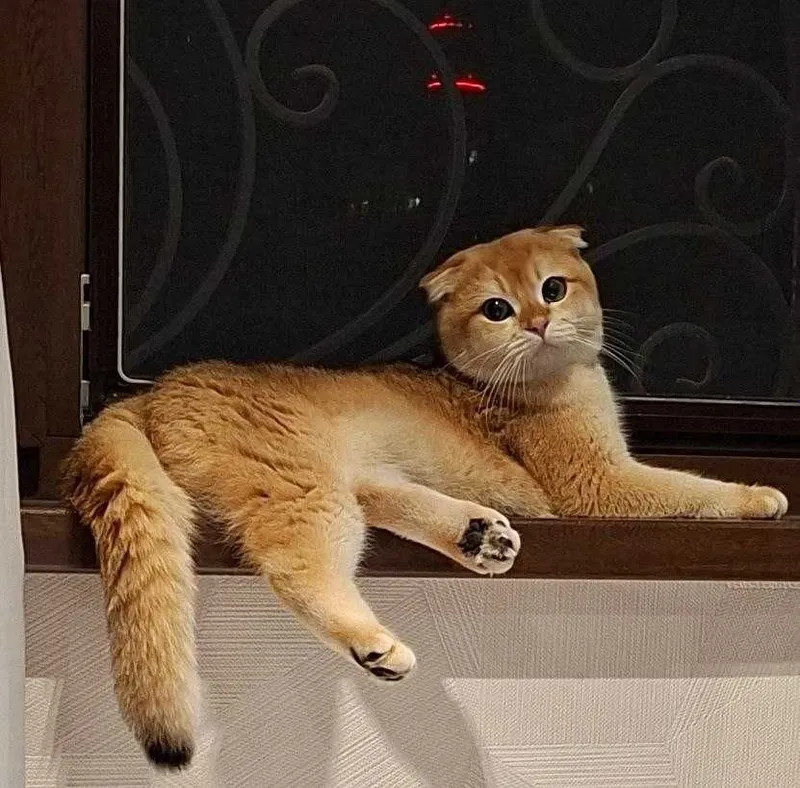 Шотландский вислоухий (Scottish Fold) 9 месячный. 3 Шотландский вислоухий (Scottish Fold) 9 месячный. 3