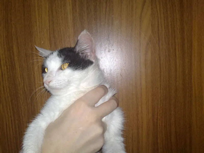 Пристраивается красивая кошечка лиза, 1 годик. 4