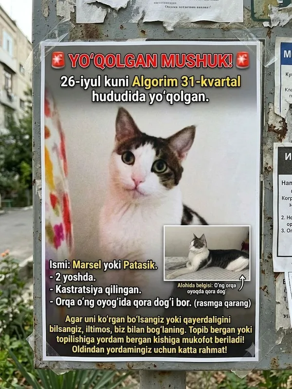 Пропал кот 1