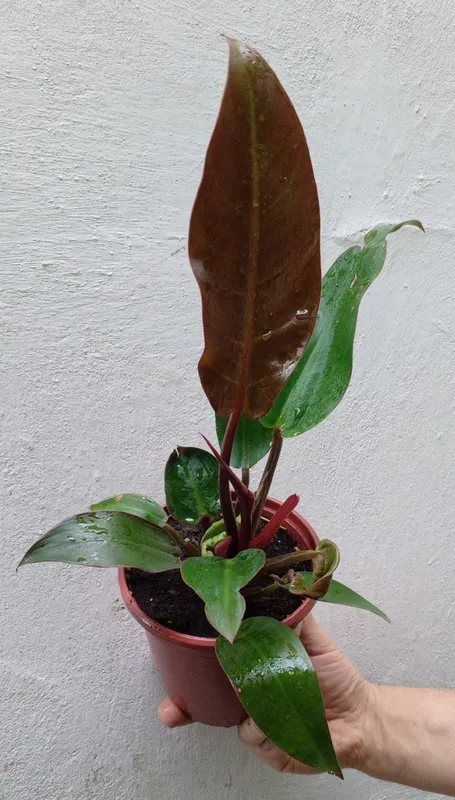 Филодендроны Philodendron ‘Prince of Orange’. Цветы для дома и офиса 3 Филодендроны Philodendron ‘Prince of Orange’. Цветы для дома и офиса 3