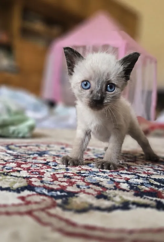 Котята — фото 2