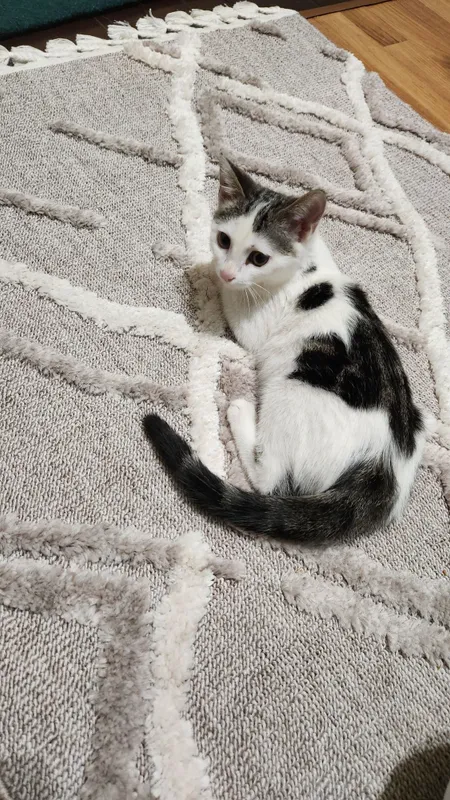 Котенок(девочка) 1 Котенок(девочка) 1