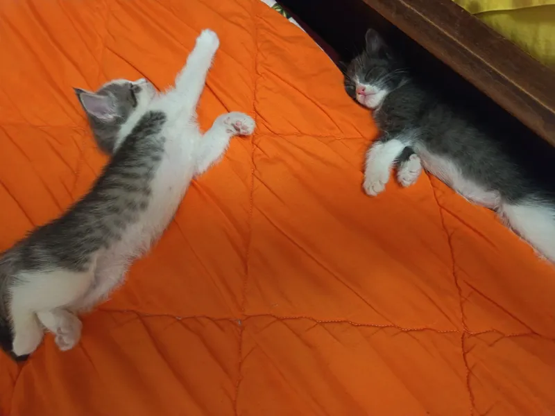 Отдам котят в хорошие руки бесплатно 7