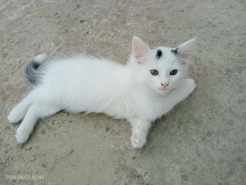 Мушукчалар / Котята — фото 1 Мушукчалар / Котята — фото 1