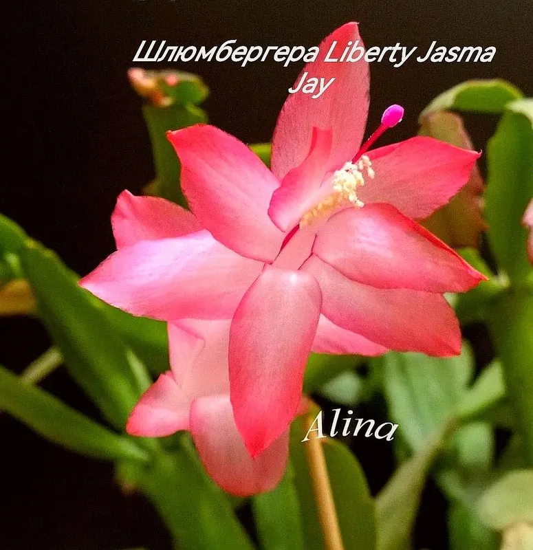 Шлюмбергера (декабрист) сорт Liberty Jasma Jay. — фото 1