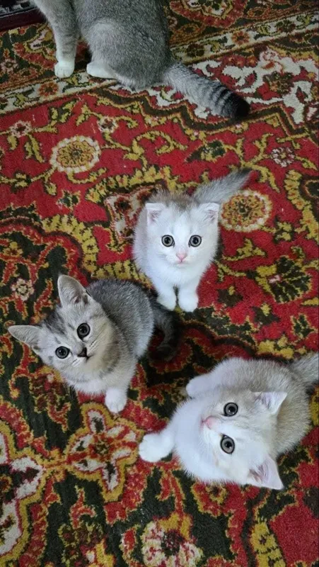 Mushuk sotiladi 3 oyli Mushuk sotiladi 3 oyli