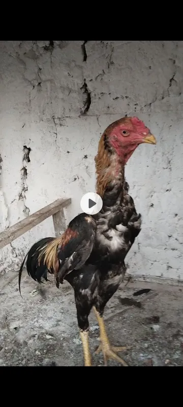 Joja yoshiga toldi bir koz toza narsa