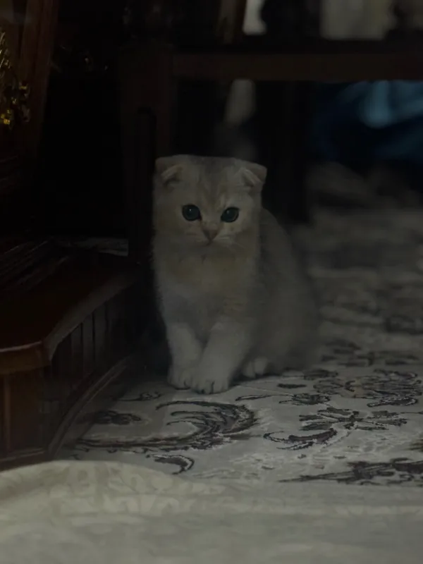 Шотландский скотиш фолд — фото 1