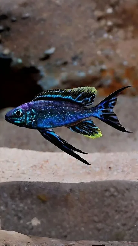 Cyathopharynx furcifer resha f1