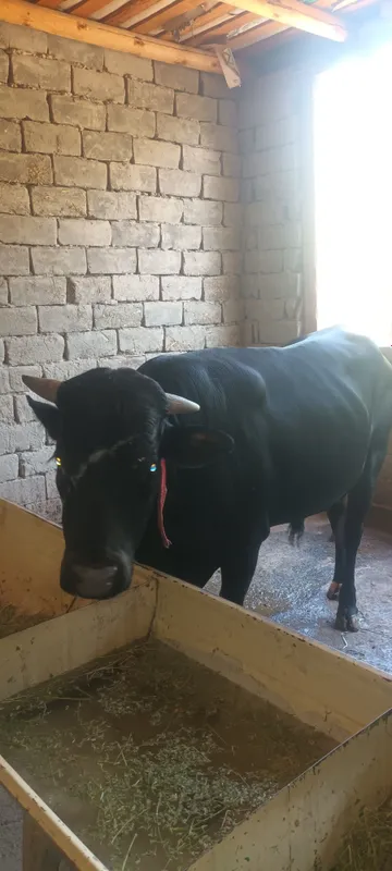mol sotiladi 3
