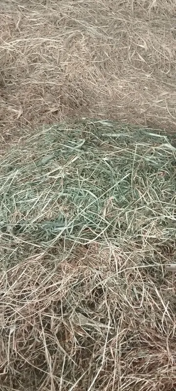 Хашак беда аралаш — фото 2
