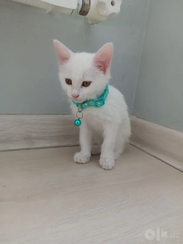 Котёнок турецкой ангоры, очень умный и добрый, 2,5 месяца, белоснежного окраса. 2 Котёнок турецкой ангоры, очень умный и добрый, 2,5 месяца, белоснежного окраса. 2