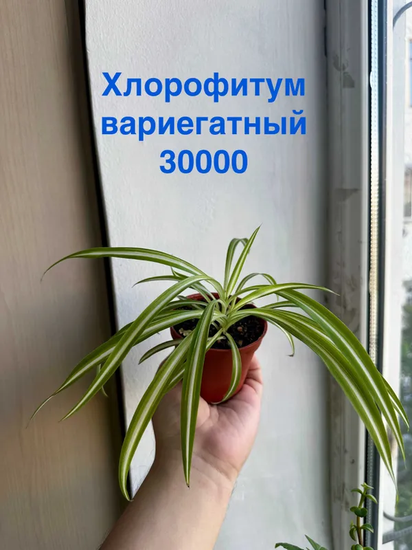 Хлорофитум вариегатный — фото 1