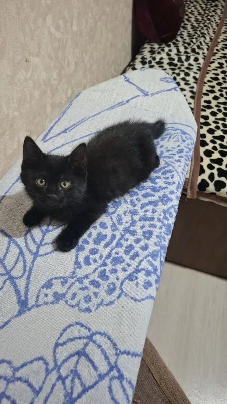 Отдам котёнка добрым людям