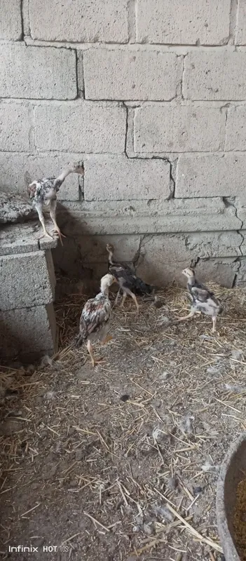 dakan jõjalar sotiladi 3