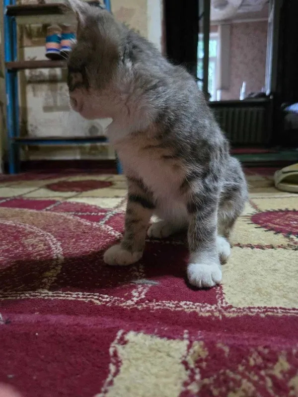 Котёнок, девочка 4 месяца, в добрые руки 5 Котёнок, девочка 4 месяца, в добрые руки 5