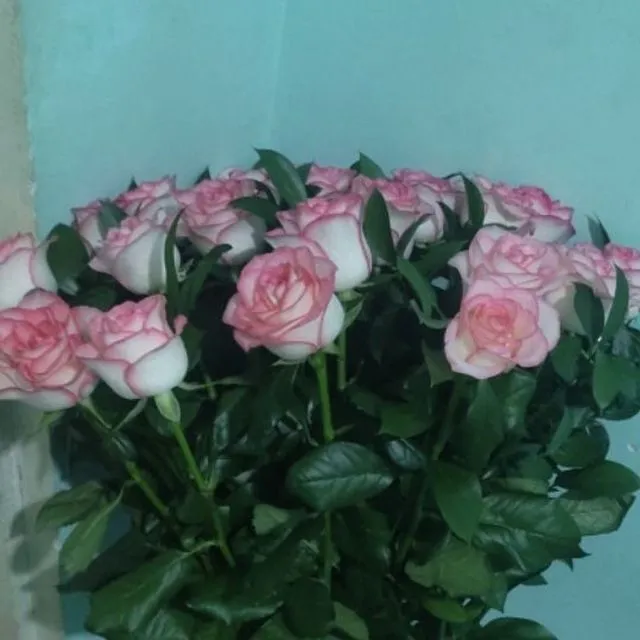 роза