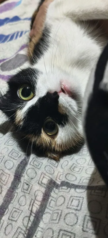 Отдам свою кошку 2 Отдам свою кошку 2