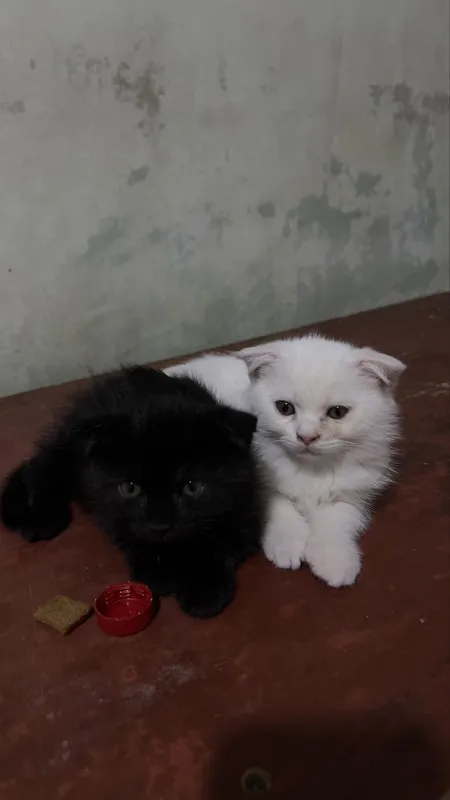 Продаются котята — фото 3