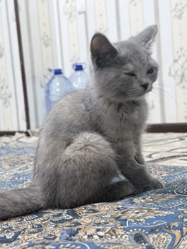 Mushuk sotiladi 3 oylik 2 Mushuk sotiladi 3 oylik 2
