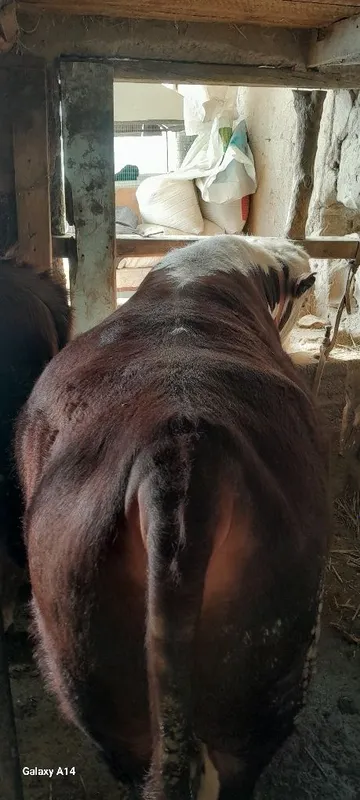 Бука сотилади живой весга — фото 2