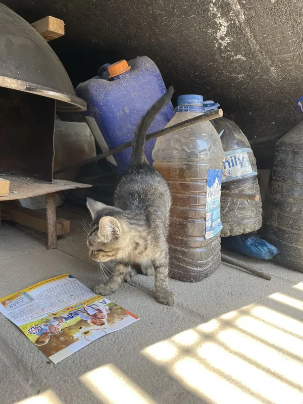Котёнок нуждается в вашей помощи!!! 3 Котёнок нуждается в вашей помощи!!! 3