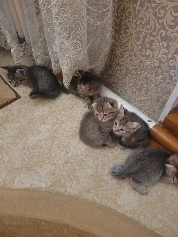 Отдам в хорошие руки котят — фото 1