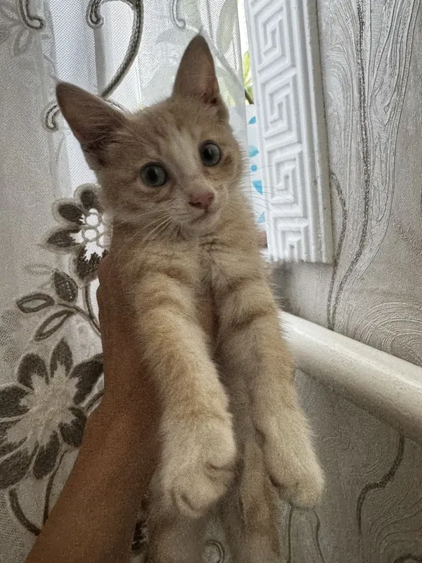 Котенок мальчик в добрые руки 2 Котенок мальчик в добрые руки 2
