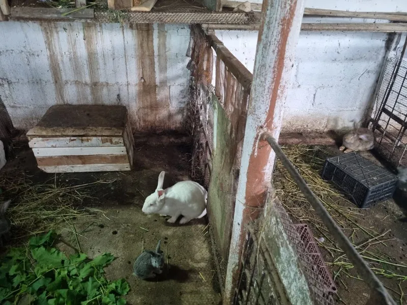 Зайцы по оптовый цене — фото 1