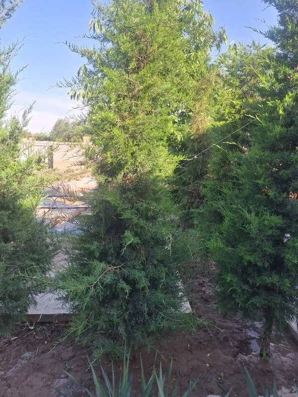 Archa sotiladi bo'yi 2.5 metr oldingi yil ekkanman — фото 2