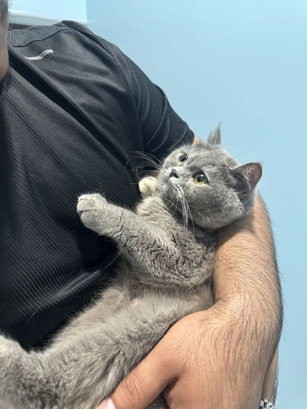 Котяты чистокровные