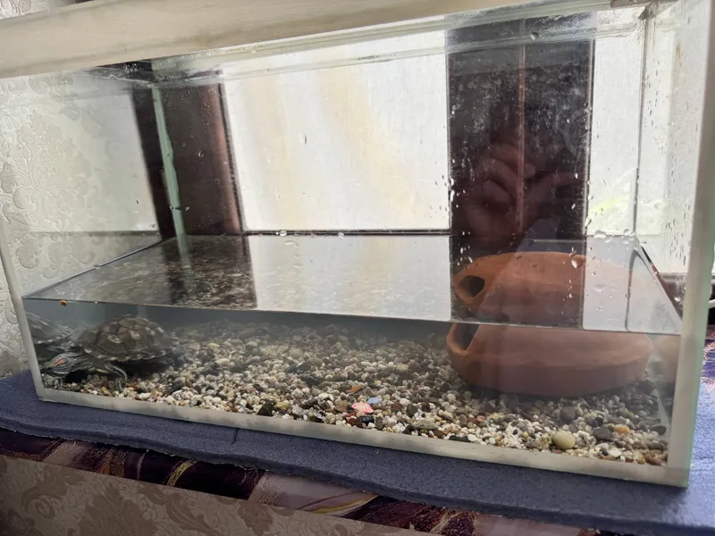 toshbaqa + terarium 1