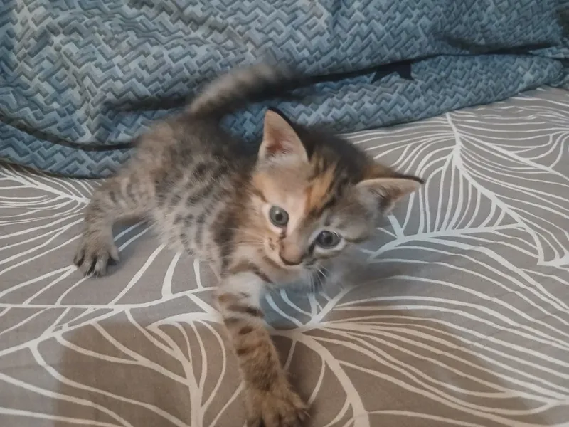 Котёнок домашный — фото 2
