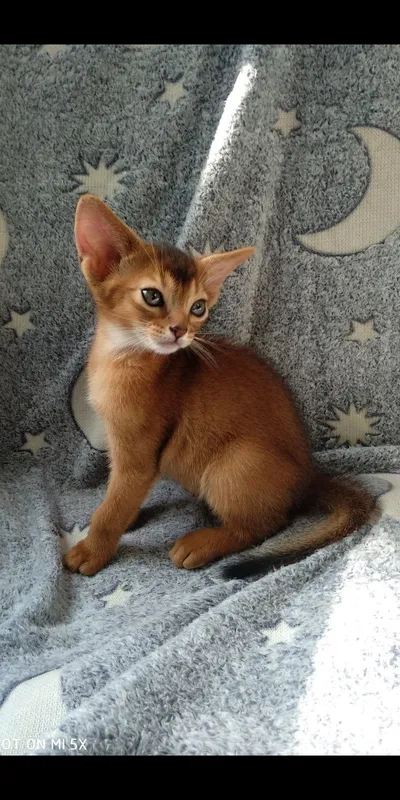 Продается котёнок — фото 2
