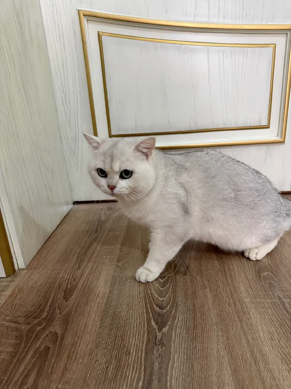 Вязка Британский котов с Родословной,Золотой,Серебристый,Лиловый — фото 3