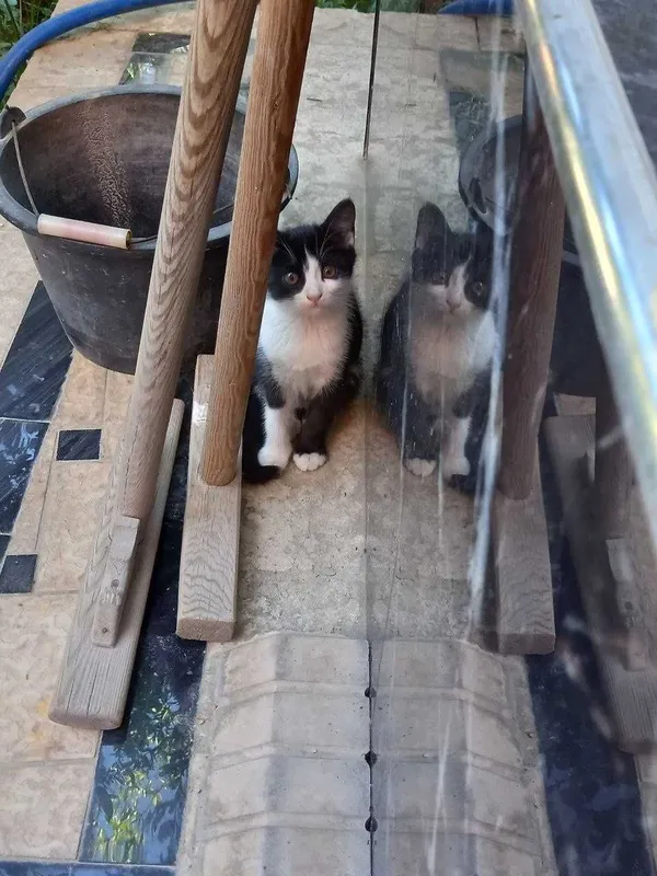 Отдам котенка в хорошие руки бесплатно