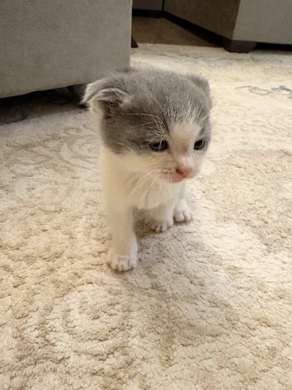 Mushuk Scottish Fold 1 Mushuk Scottish Fold 1