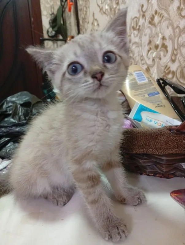 Котёнок Линкс Поинт в добрые руки 2