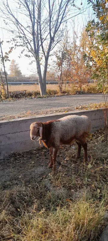 Arashan qõchqor sotiladi srochna — фото 1