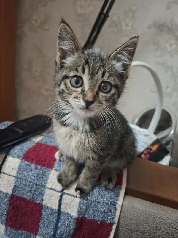 Бесплатно. В любящую семью